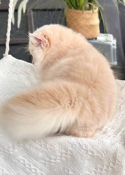 Munchkin Longhair