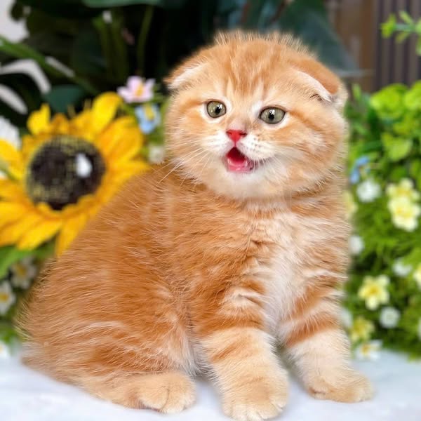 Scottish Fold