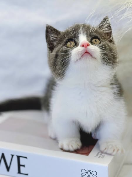 Munchkin