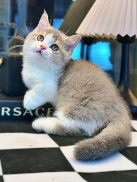 Munchkin