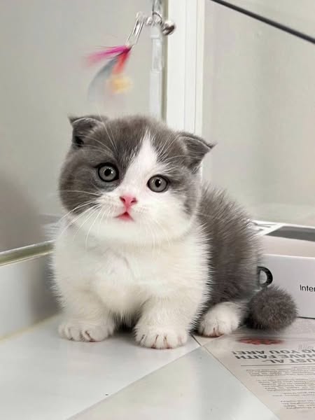 Munchkin Fold
