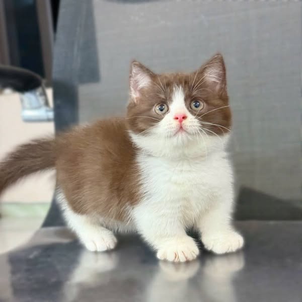 Munchkin