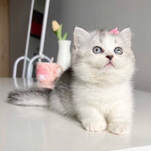 Munchkin