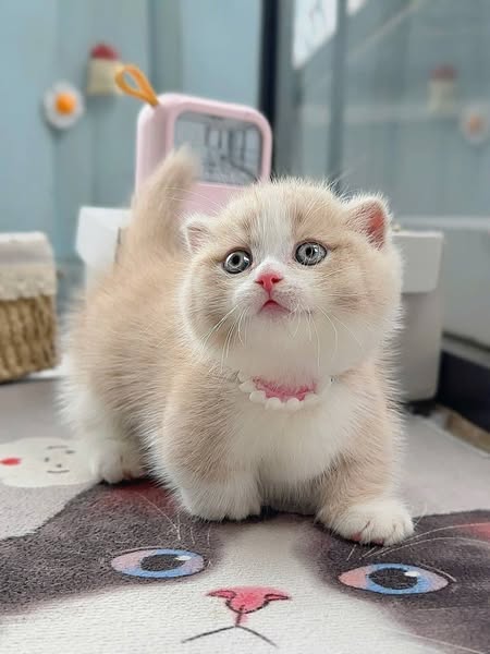 Munchkin Fold