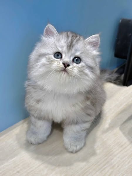 Munchkin Longhair