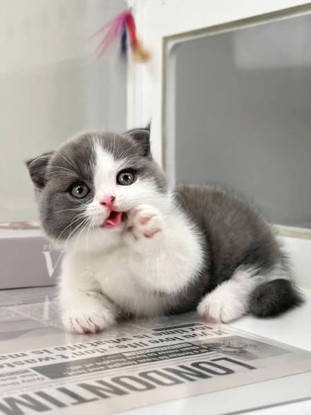 Munchkin Fold