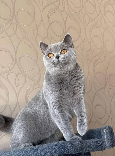 British Shorthair