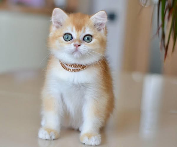British Shorthair