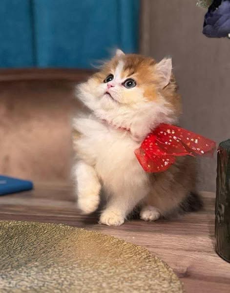 British Longhair
