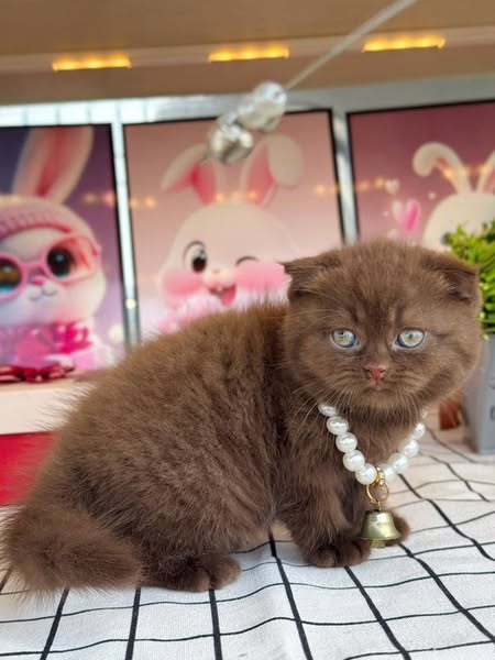 Scottish Fold