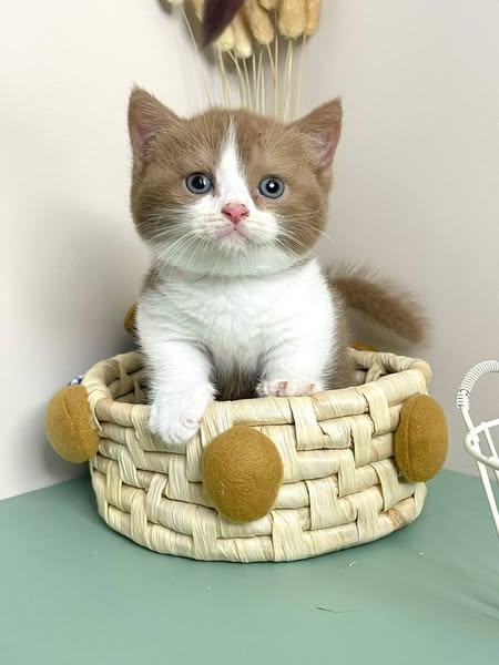 Munchkin