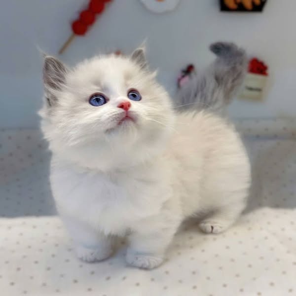 Munchkin Ragdoll
