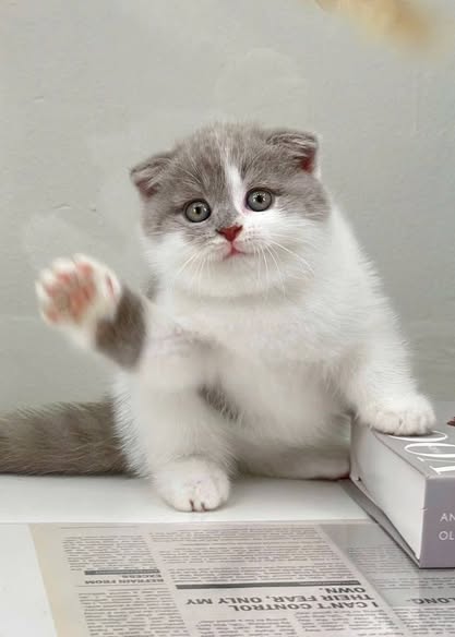 Scottish Fold