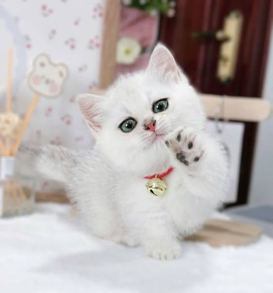 Munchkin