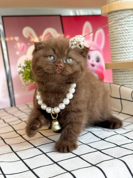 Scottish Fold