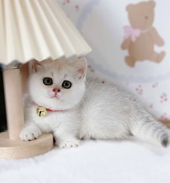 Munchkin