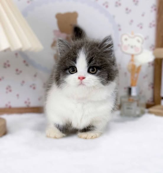 Munchkin