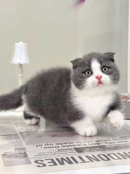 Munchkin Fold