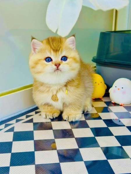Munchkin