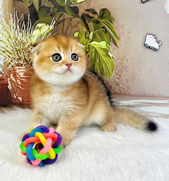 Scottish Fold