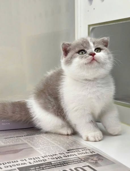 Scottish Fold