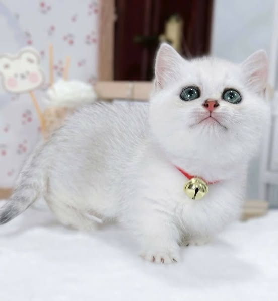 Munchkin