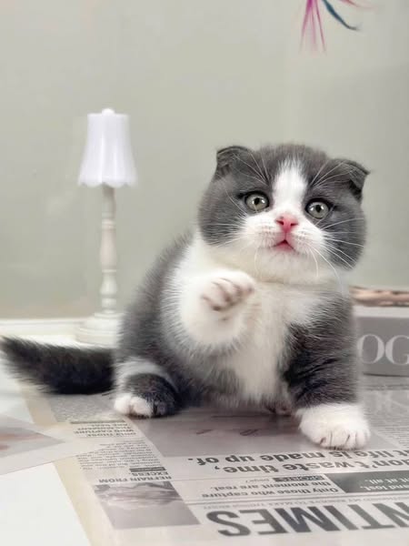 Munchkin Fold