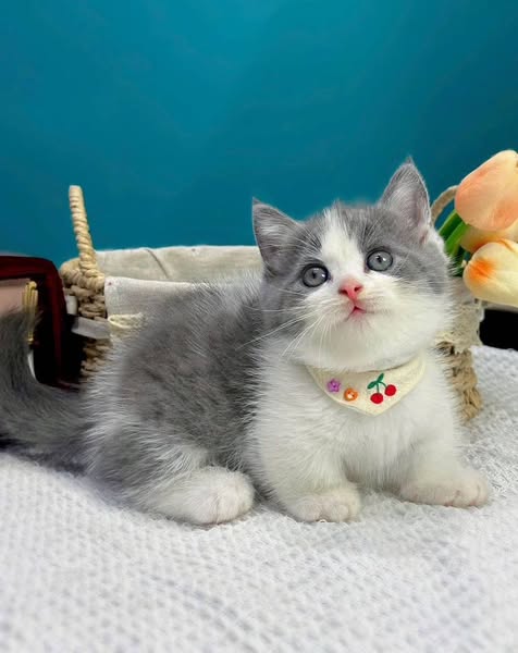 Munchkin