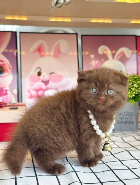 Scottish Fold