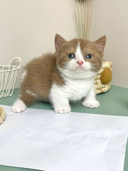 Munchkin