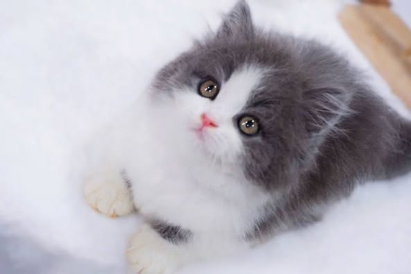 Munchkin