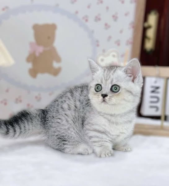 Munchkin