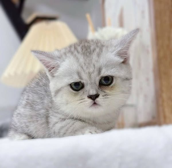 Munchkin