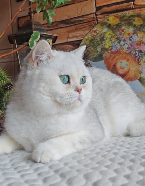 British Shorthair