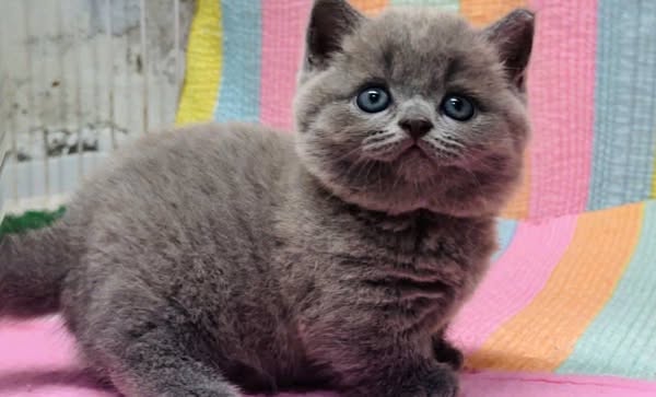 Munchkin