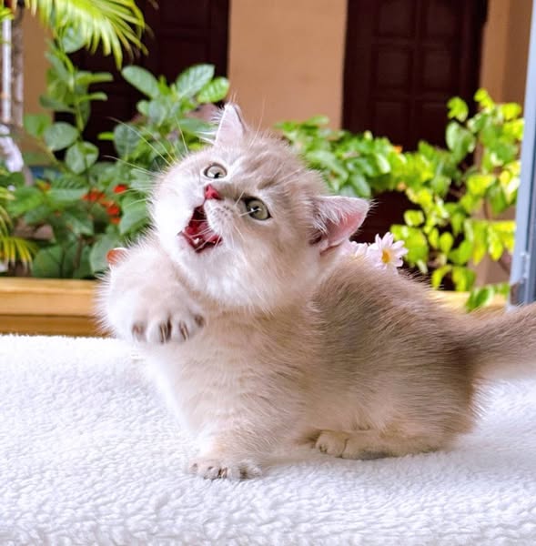 Munchkin