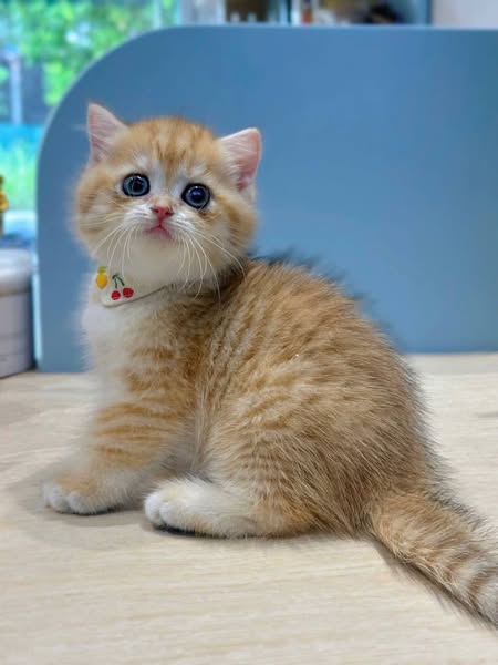 British Shorthair