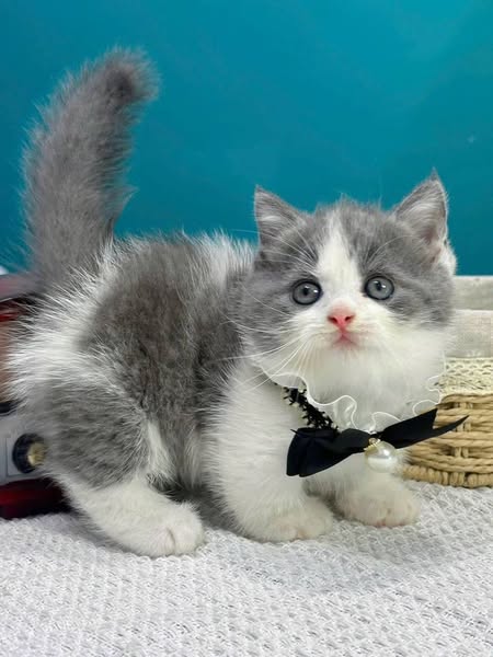 Munchkin