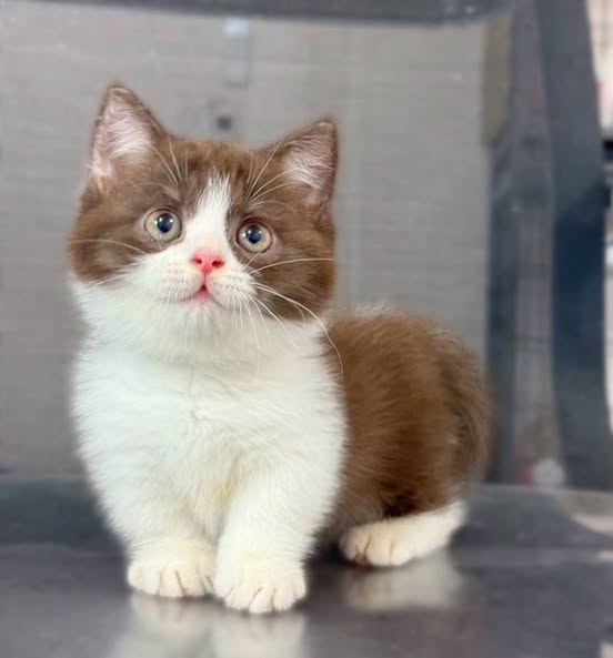 Munchkin