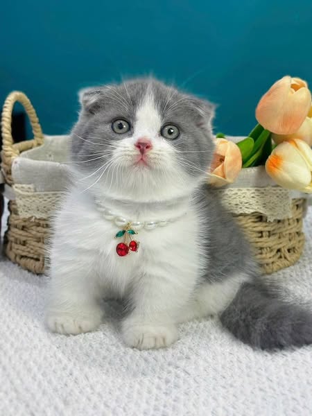 Munchkin Fold