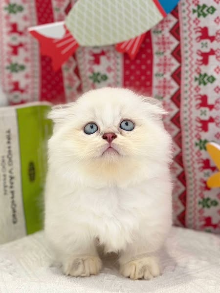 Munchkin Fold Longhair