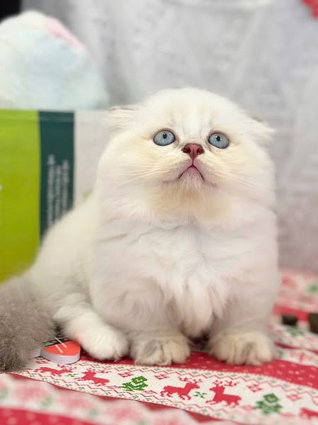Munchkin Fold Longhair