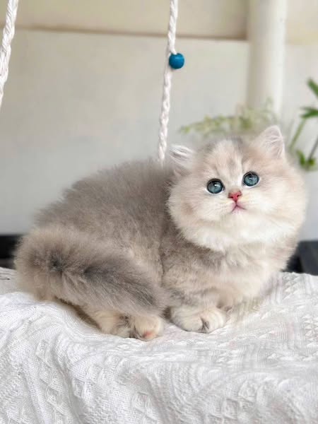 Munchkin Longhair
