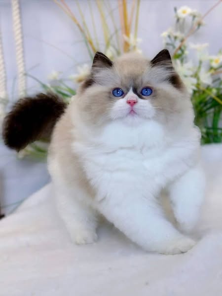 Ragdoll