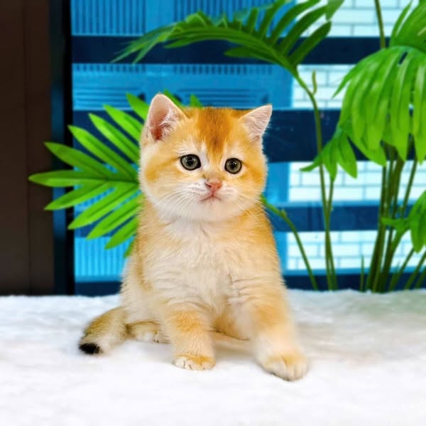 British Shorthair
