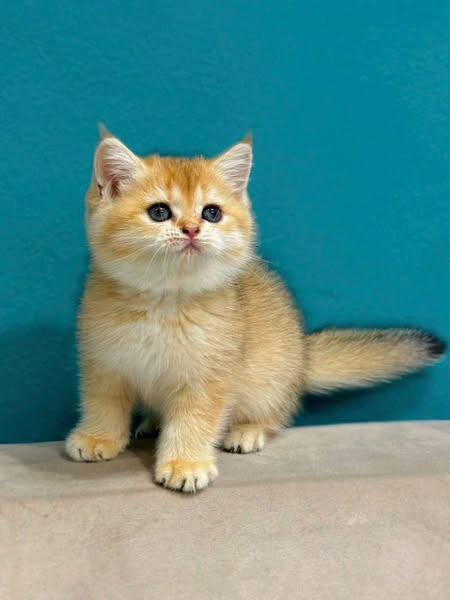 British Shorthair