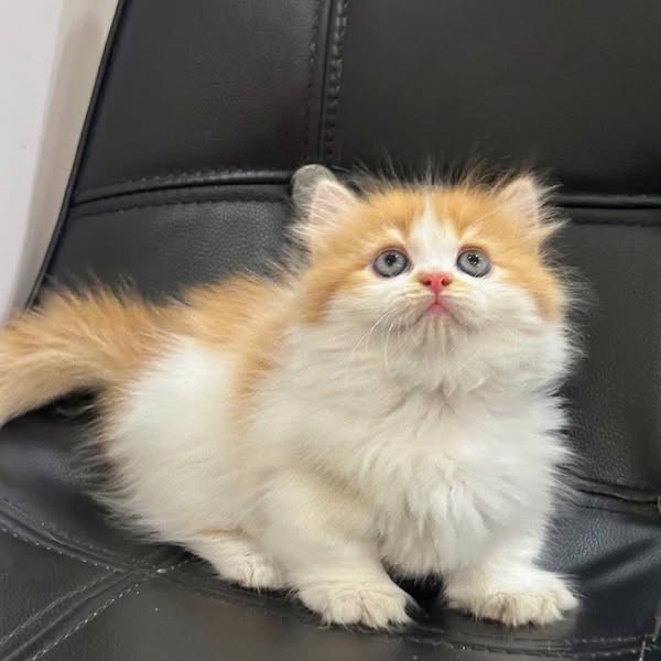 Munchkin Longhair