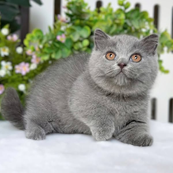 Munchkin Fold