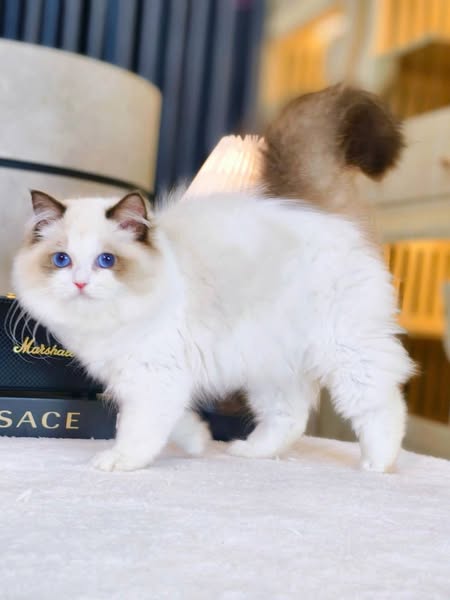 Ragdoll