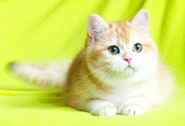 British Shorthair